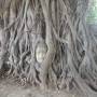 Thaïlande - Tete de boudha dans un arbre