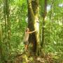 Costa Rica - Un arbre qui peut te sauver du pécari