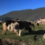 Chine - Des yaks