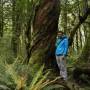 Nouvelle-Zélande - Les arbres torsadés... mais pourquoi ??