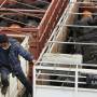 Chili - Les vaches meuglent sur le pont du bateau