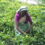 Sri Lanka - Ouvrière dans le champ de thé 