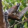 Madagascar - Le fameux Maki Catta