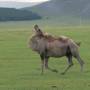 Mongolie - Chameau qui se gratte