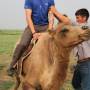 Mongolie - Montée sur le chameau