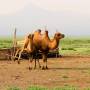 Mongolie - Coinçage de chameaux