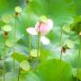 Chine - Fleur de lotus