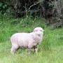 Nouvelle-Zélande - Bonbon le mouton