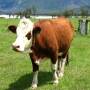 Nouvelle-Zélande - Déjeuner parmi les vaches