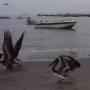 Pérou - Pelicans- port de Paracas