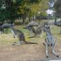 Australie - Kangourous et emeus "sauvages"