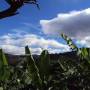 Équateur - Bananiers a Vilcabamba