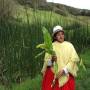 Équateur - Vilcatotora, plante fournissant du shampoing naturel