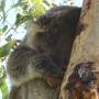Australie - Koalas