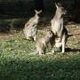 Australie - Kangourous (maman et son Joey)