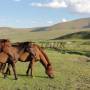 Mongolie - Region des 8 lacs
