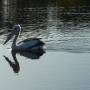 Australie - Un nouvel ami pelican
