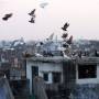 Inde - Envolée de pigeons à Varanasi