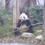 Chine - A Chengdu, il y a des pandas