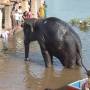Inde - Le bain de l elephante du temple a 8h30 du mat