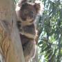 Australie - Koala