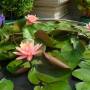 Cambodge - Fleur de lotus  - quand tu chantes, quand tu chantes!!