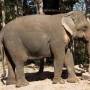 Laos - Ca doit être un éléphant