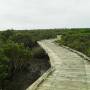 Australie - le chemin de la mangrove, qui ne finit jamais...