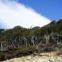 Argentine - Ciel et vegetation dans le parc Torres del Paine