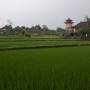 Indonésie - Balade dans les rizières