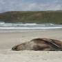 Nouvelle-Zélande - Fur seals