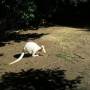 Australie - un kangourou albinos.... ca fout les boules...