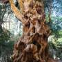 Argentine - Arrayanes, arbre tres rare