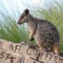 Australie - Rock wallaby