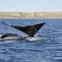 Argentine - Baleine franche e tson baleineau