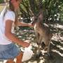 Australie - petit kangourou