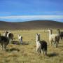 Bolivie - des lamas, Bernard et Serge je crois....