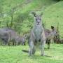 Australie - Kangourous