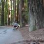 USA - Redwood National Park