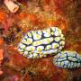 Malaisie - nudibranches