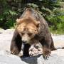 Canada - Euh,  faudrait voir à pas trop embêter le grizzly !
