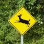 Canada - Attention aux cerfs