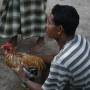Indonésie - Nusa lembogan : Combat de coq