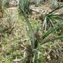 Équateur - Le jardin de la communaute Shuar: ici des ananas (excellents!!)