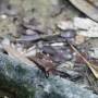 Indonésie - Bukit lawang   grosse fourmie