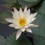 Laos - Lotus blanc en fleur