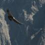 Pérou - El Baby Condor pasa tambien