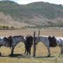 Mongolie - Nos chevals