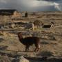 Pérou - Lamas encore