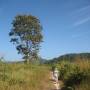 Cambodge - Vivement le prochain arbre pour trouver de l
